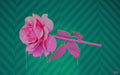 d.RoSe